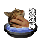 Cute DuDu（個別スタンプ：10）