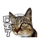 Cute DuDu（個別スタンプ：17）