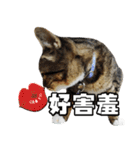 Cute DuDu（個別スタンプ：28）