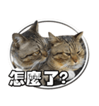 Cute DuDu（個別スタンプ：38）