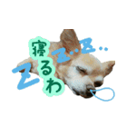 KAWAMURA's dogs（個別スタンプ：1）