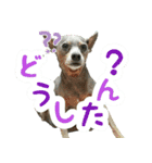 KAWAMURA's dogs（個別スタンプ：3）