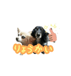KAWAMURA's dogs（個別スタンプ：4）