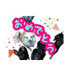 KAWAMURA's dogs（個別スタンプ：5）
