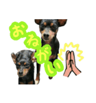 KAWAMURA's dogs（個別スタンプ：8）