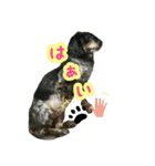 KAWAMURA's dogs（個別スタンプ：9）