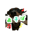 KAWAMURA's dogs（個別スタンプ：13）