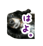 KAWAMURA's dogs（個別スタンプ：14）