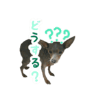 KAWAMURA's dogs（個別スタンプ：15）