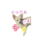 KAWAMURA's dogs（個別スタンプ：16）
