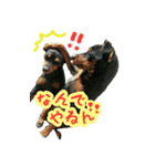 KAWAMURA's dogs（個別スタンプ：17）