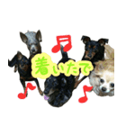 KAWAMURA's dogs（個別スタンプ：19）