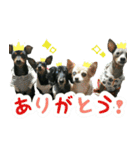 KAWAMURA's dogs（個別スタンプ：20）