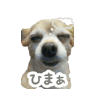 KAWAMURA's dogs（個別スタンプ：21）