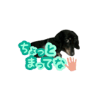 KAWAMURA's dogs（個別スタンプ：23）
