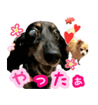 KAWAMURA's dogs（個別スタンプ：24）