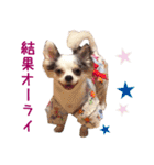 リアルDOG チワワのムーちゃん（個別スタンプ：18）