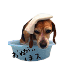 風呂犬すたんぷ（個別スタンプ：15）