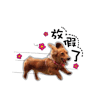 Dachshund GaGa part4（個別スタンプ：3）