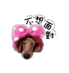 Dachshund GaGa part4（個別スタンプ：6）