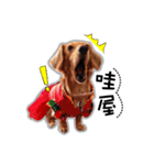 Dachshund GaGa part4（個別スタンプ：12）