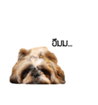 Woonsen Dog（個別スタンプ：1）