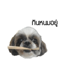 Woonsen Dog（個別スタンプ：3）