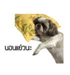 Woonsen Dog（個別スタンプ：4）