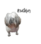 Woonsen Dog（個別スタンプ：6）