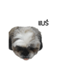 Woonsen Dog（個別スタンプ：9）