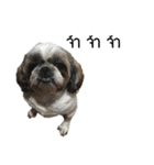 Woonsen Dog（個別スタンプ：10）
