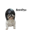 Woonsen Dog（個別スタンプ：11）