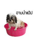 Woonsen Dog（個別スタンプ：14）