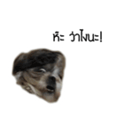 Woonsen Dog（個別スタンプ：16）
