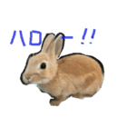 ウサギのミントちゃん（個別スタンプ：1）