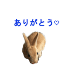 ウサギのミントちゃん（個別スタンプ：5）