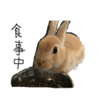ウサギのミントちゃん（個別スタンプ：6）