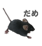 クロねずみ（個別スタンプ：2）