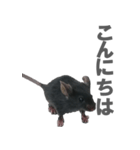 クロねずみ（個別スタンプ：3）
