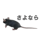 クロねずみ（個別スタンプ：4）