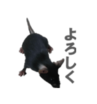 クロねずみ（個別スタンプ：6）