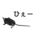 クロねずみ（個別スタンプ：7）