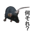 クロねずみ（個別スタンプ：10）