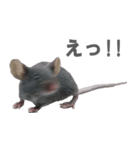 クロねずみ（個別スタンプ：12）