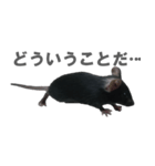 クロねずみ（個別スタンプ：13）