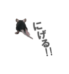 クロねずみ（個別スタンプ：16）