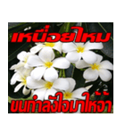 Plumeria of happiness Send cheereveryday（個別スタンプ：1）
