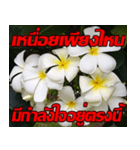 Plumeria of happiness Send cheereveryday（個別スタンプ：2）