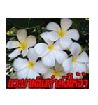 Plumeria of happiness Send cheereveryday（個別スタンプ：3）