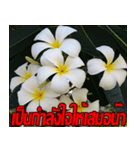 Plumeria of happiness Send cheereveryday（個別スタンプ：4）